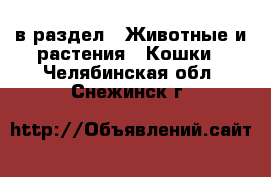  в раздел : Животные и растения » Кошки . Челябинская обл.,Снежинск г.